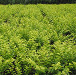 金叶女贞批量种植基地